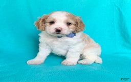 Cavachon dogs for sale: Theo - Image 1