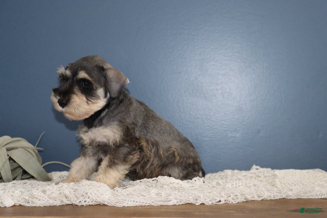 Miniature Schnauzer dogs for sale: Amelia - Image 1