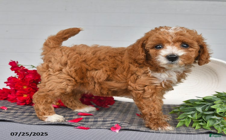 Toy Poodle dogs for sale - Ad 1