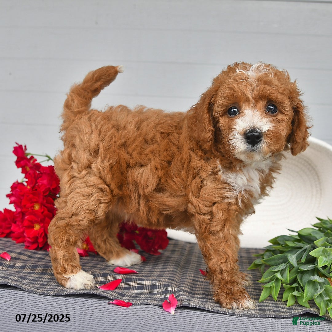 Toy Poodle dogs for sale: Nutmeg - Image 1