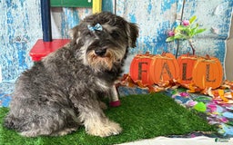 Miniature Schnauzer dogs for sale: Hunter - Image 4
