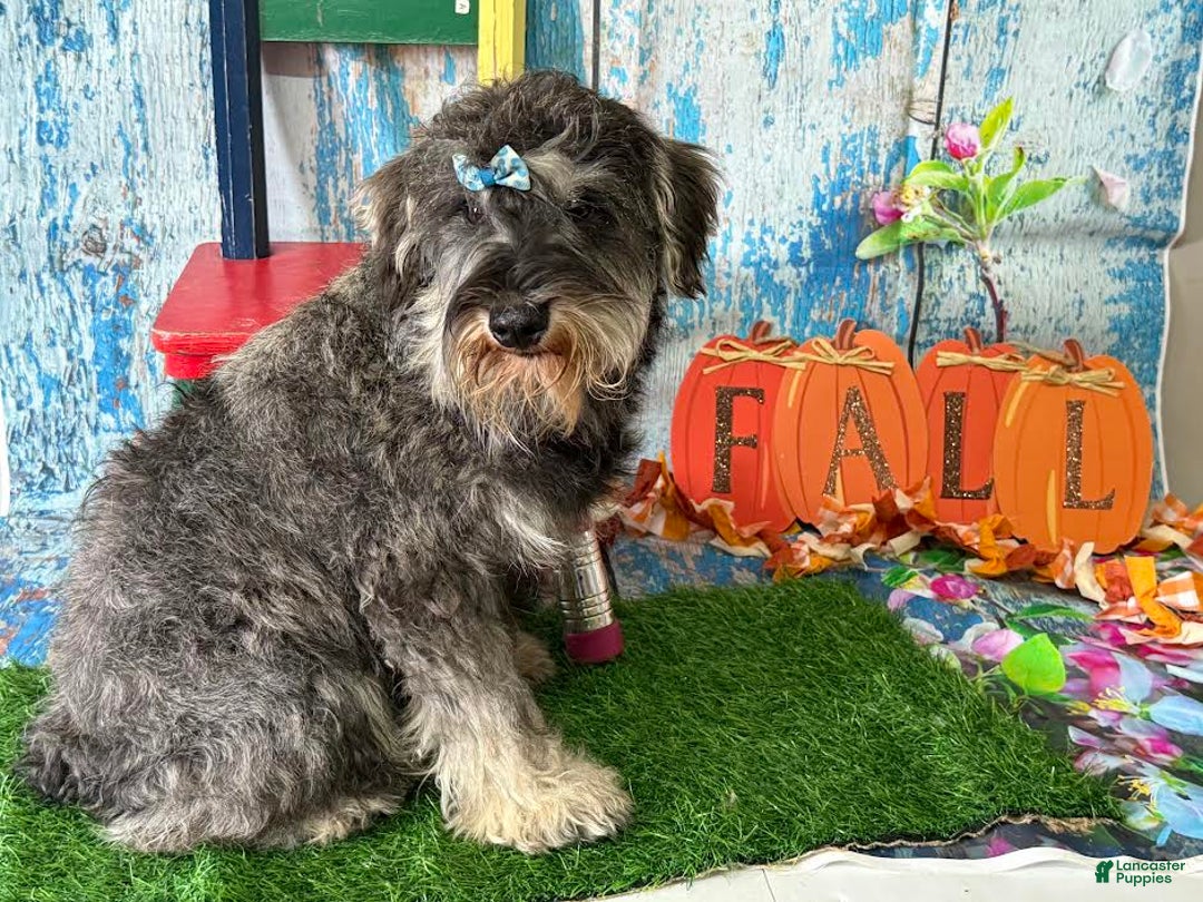 Miniature Schnauzer dogs for sale: Hunter - Image 4