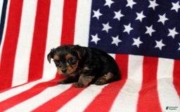 Yorkshire Terrier dogs for sale: Zaria - Image 4