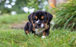 Beabull dogs for sale: Champ - Image 4