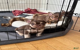 French Bulldog dogs for sale: Bahha - Image 9