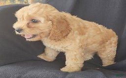 Cockapoo dogs for sale: Brooke - Image 10