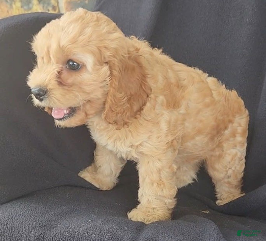 Cockapoo dogs for sale: Brooke - Image 10