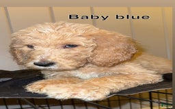 Goldendoodle dogs for sale: Baby Blue - Image 3