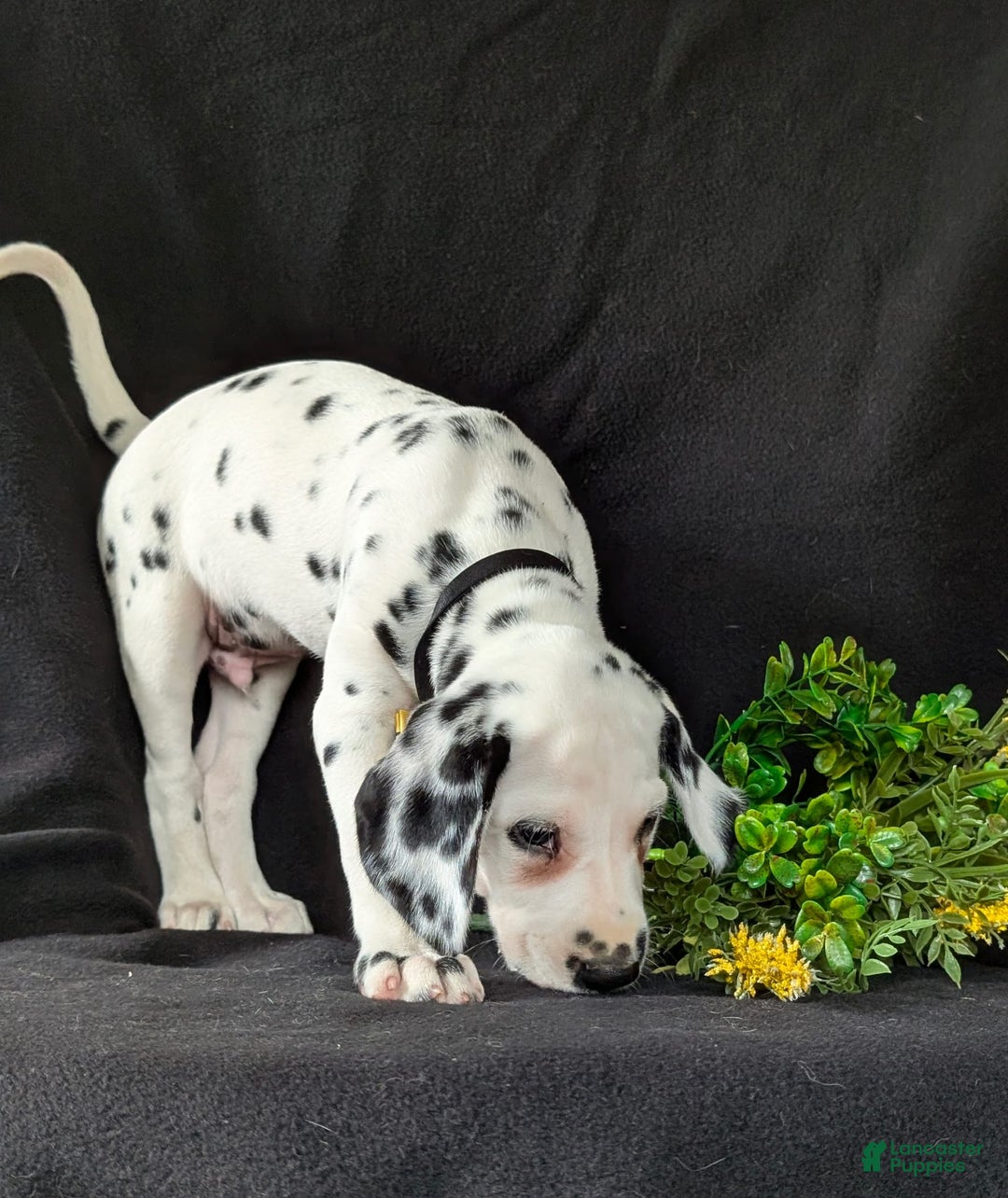 Dalmatian dogs for sale: Larenzo - Image 3
