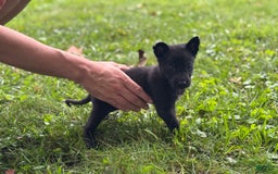 Belgian Malinois dogs for sale: Akc Certified Male 5 - Image 6