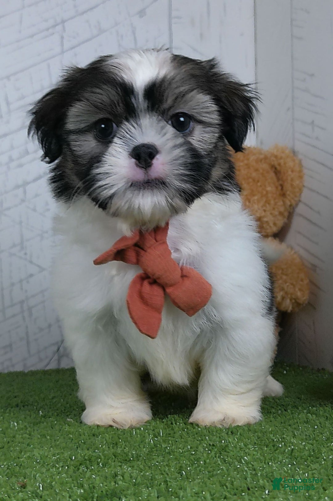 Shih Tzu dogs for sale: Sporty - Image 2