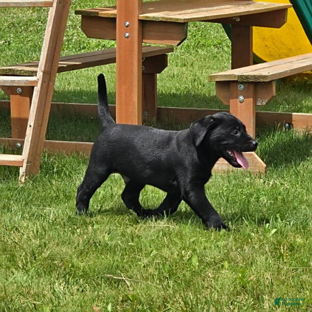 Labrador Retriever dogs for sale: Chuck - Image 7