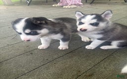 Siberian Husky dogs for sale: Baby E - Image 2