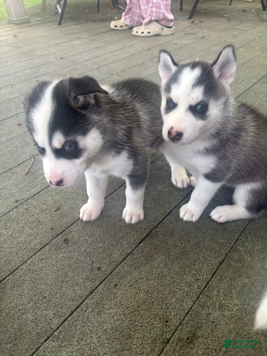 Siberian Husky dogs for sale: Baby E - Image 2