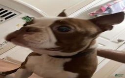 Pug dogs for sale: Rex - Image 7
