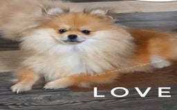 Pomeranian dogs for sale: Purse Pom - Love - Image 3