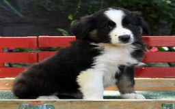 Australian Shepherd dogs for sale: Bear - Image 1