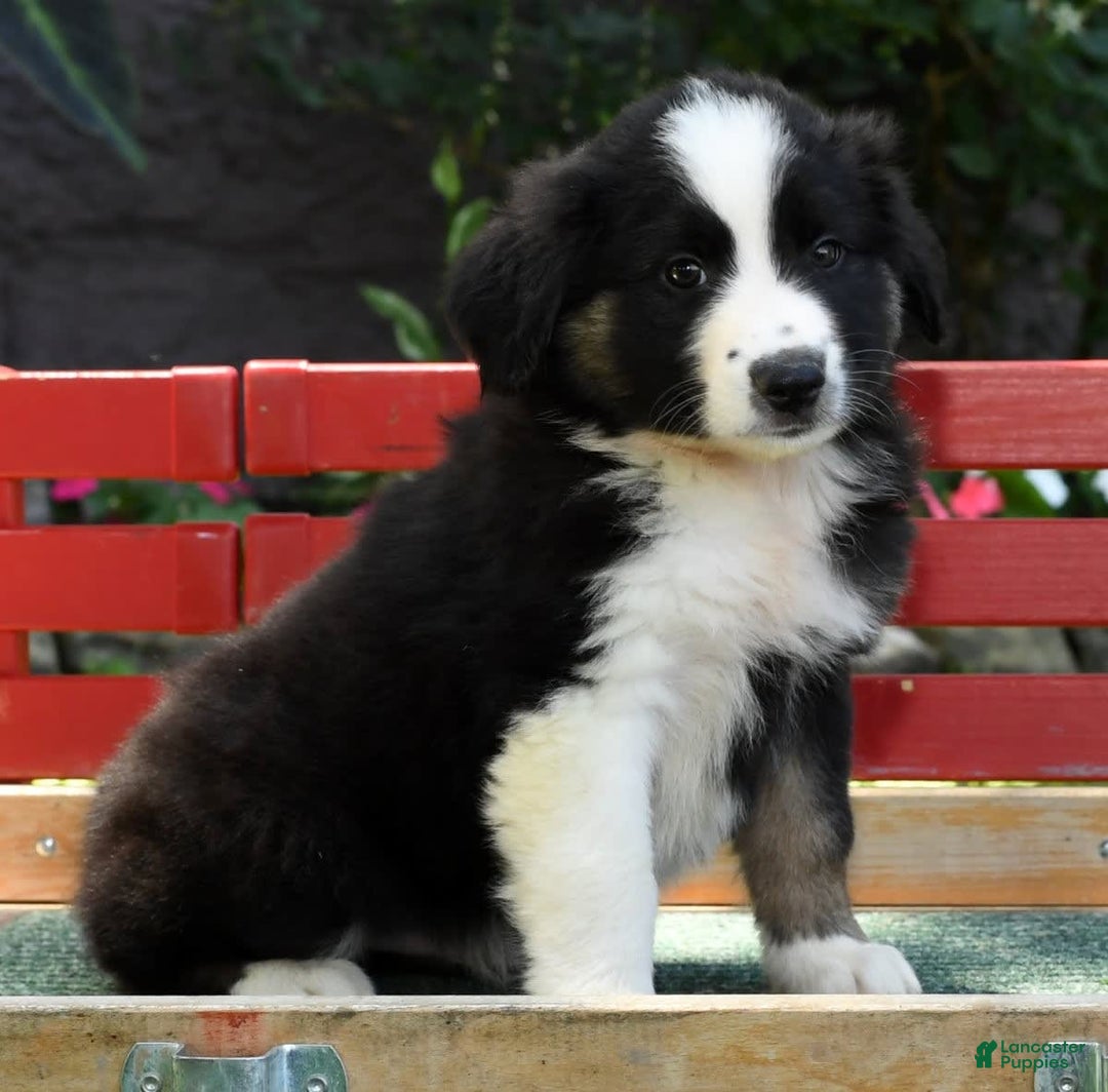 Australian Shepherd dogs for sale: Bear - Image 1