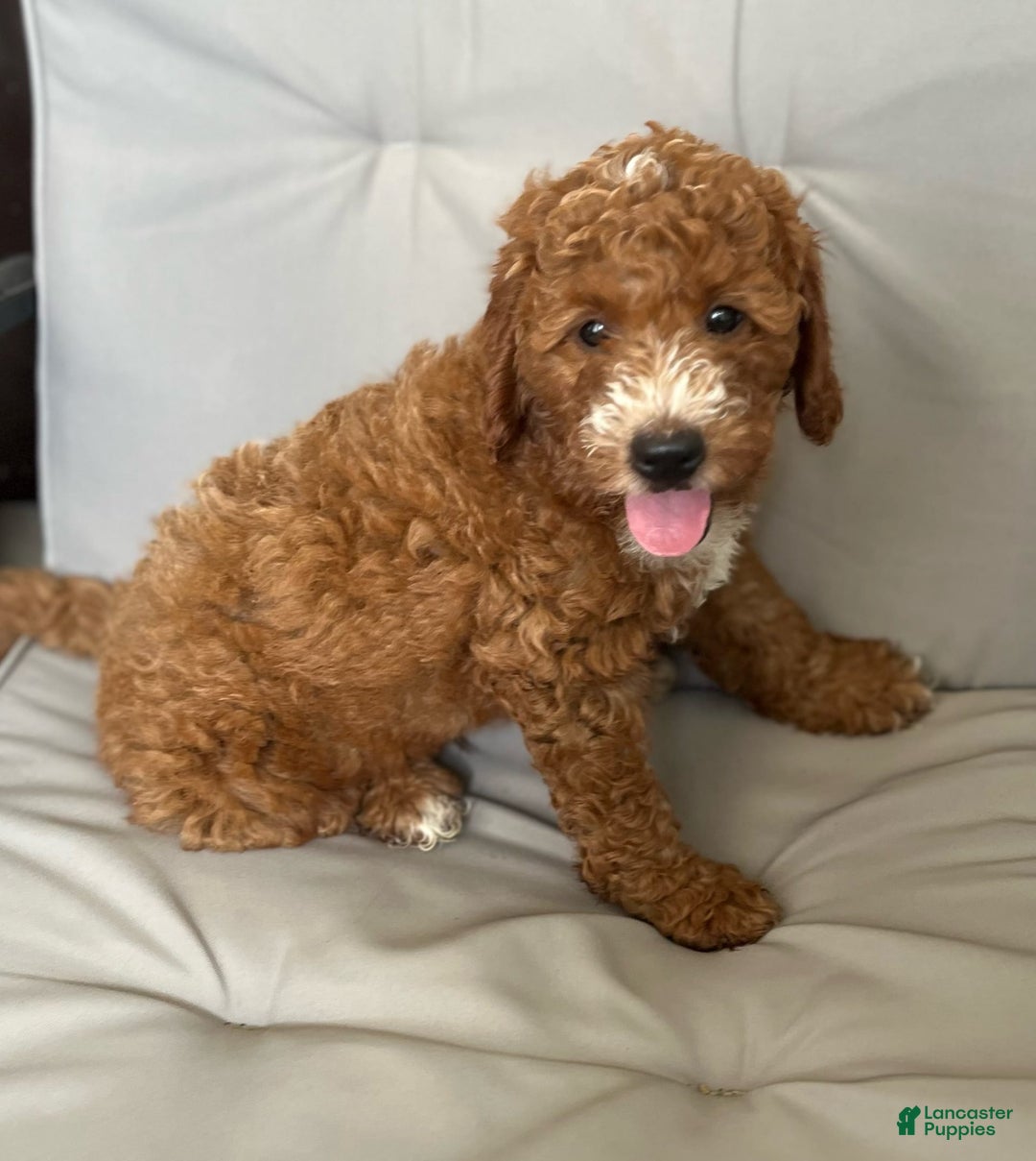 Mini Goldendoodle dogs for sale: Buddy George - Image 3