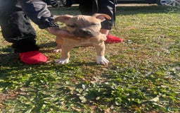 American Bully dogs for sale: Dash - Image 4