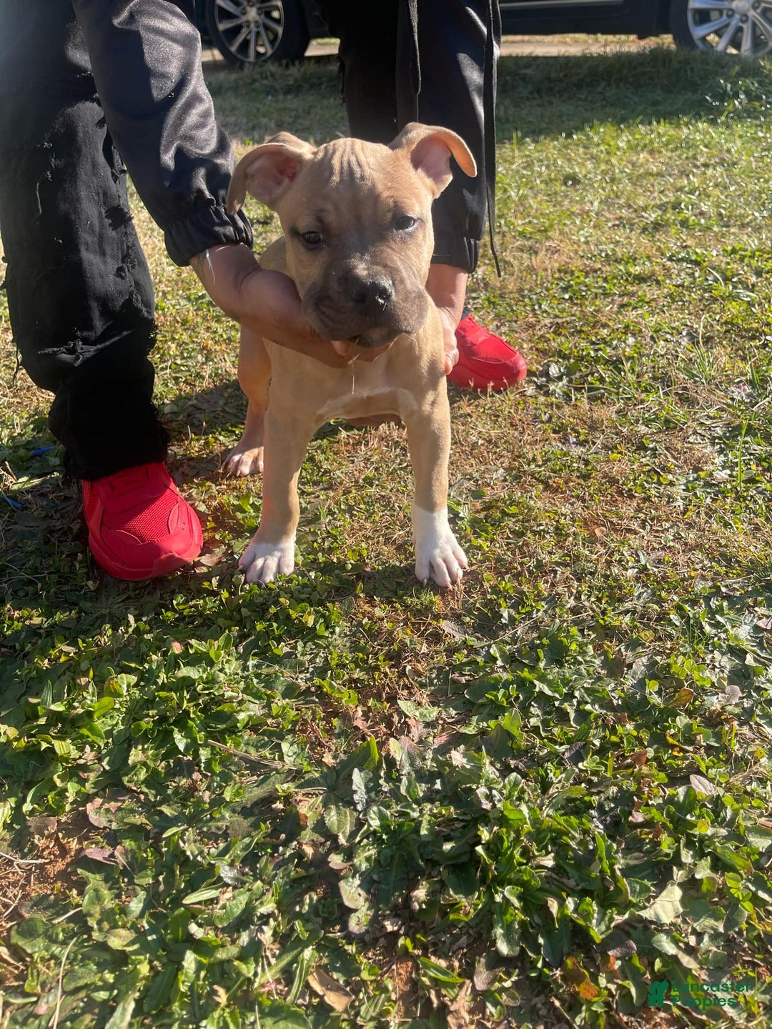 American Bully dogs for sale: Dash - Image 4
