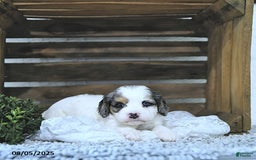 Cavapoo dogs for sale: Cavapoo 5 puppies - Image 4