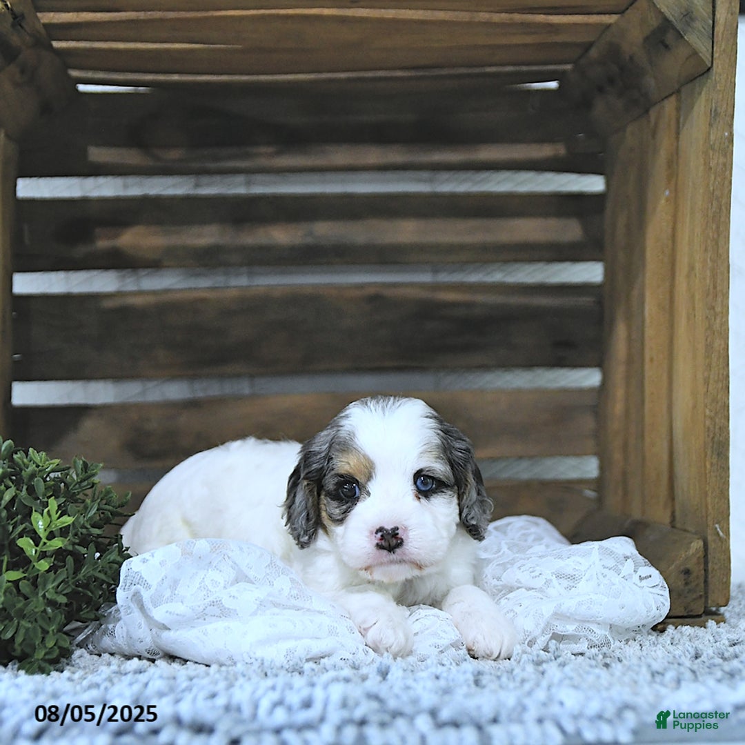 Cavapoo dogs for sale: Cavapoo 5 puppies - Image 4
