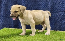 Catahoula Leopard Dog dogs for sale: Duchess 2025 Male 3 - Image 11