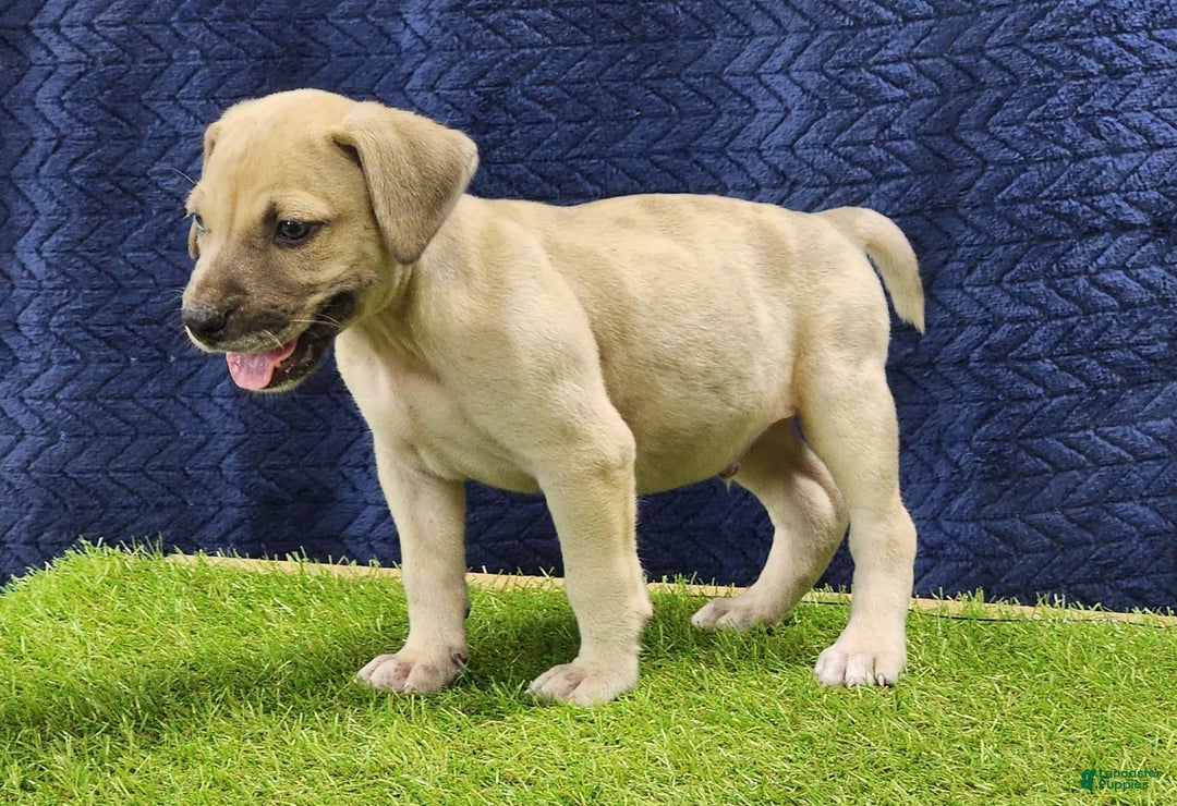 Catahoula Leopard Dog dogs for sale: Duchess 2025 Male 3 - Image 11