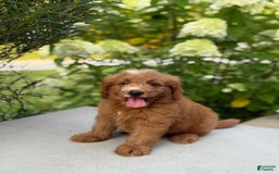 Mini Goldendoodle dogs for sale: Kaylor - Image 11