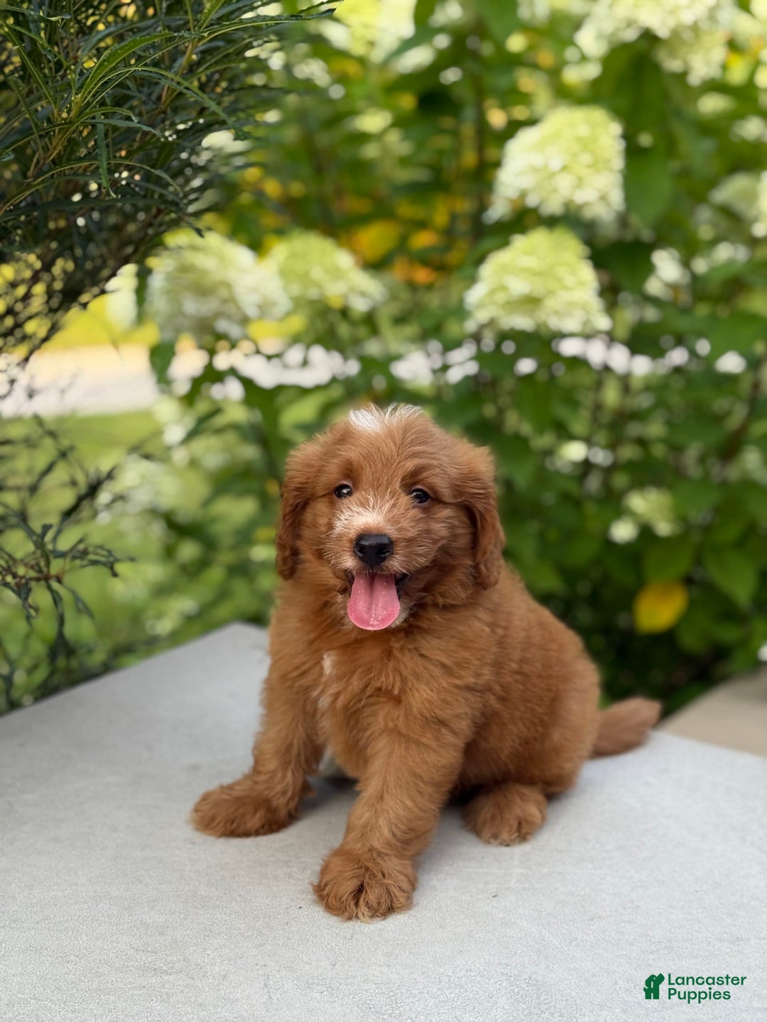 Mini Goldendoodle dogs for sale: Kaylor - Image 11