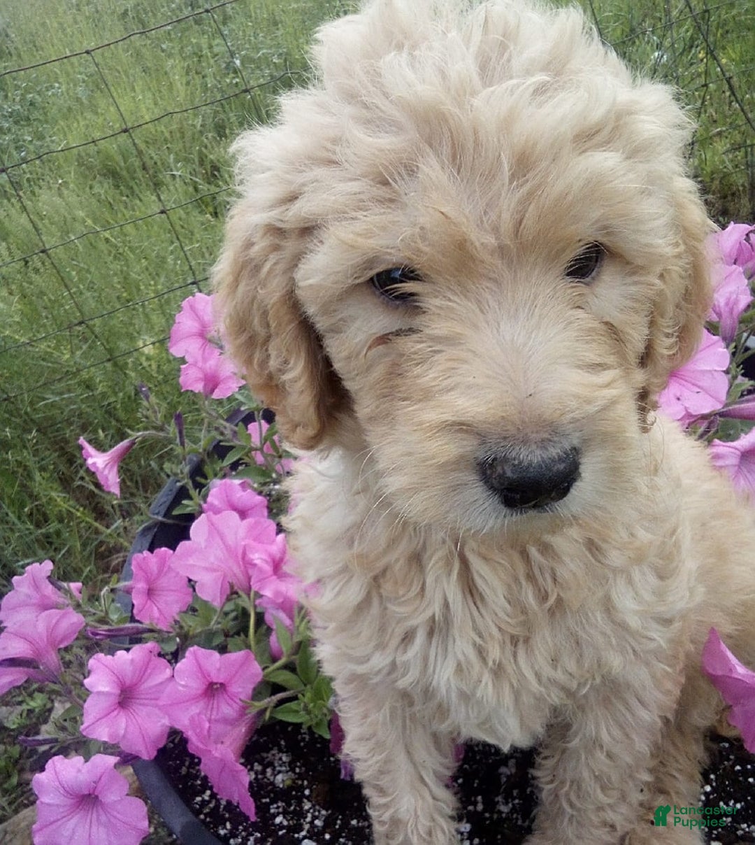Goldendoodle dogs for sale: Mickey - Image 6