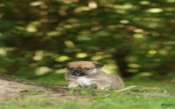 Shih Tzu dogs for sale: Roxie - Image 2