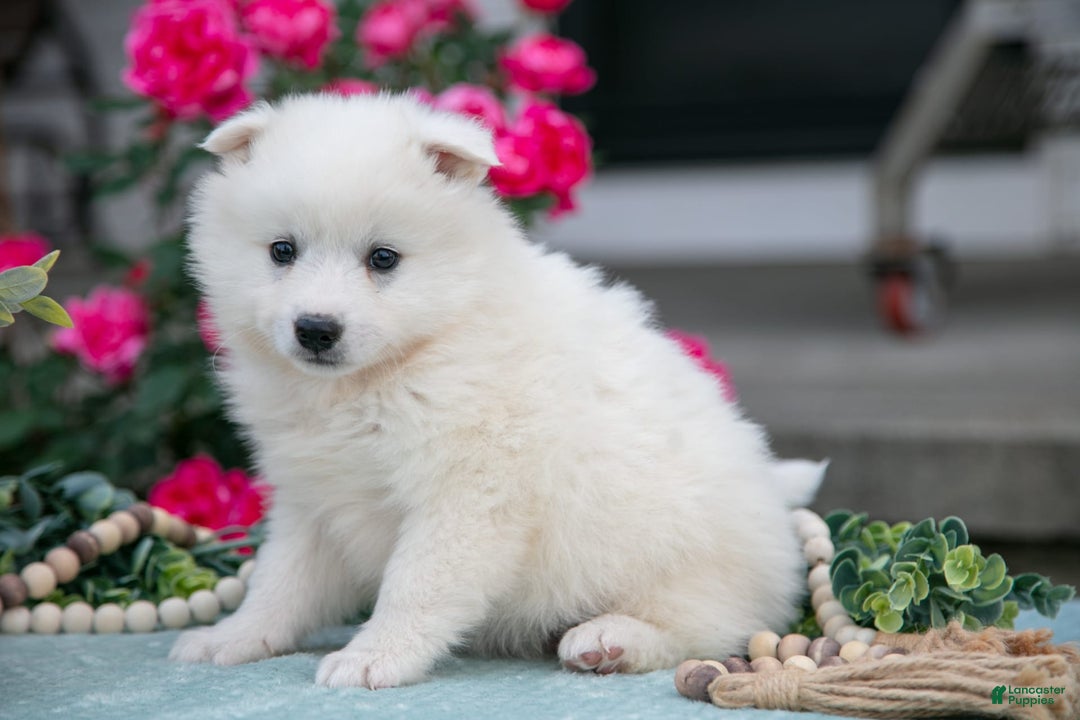 American Eskimo dogs for sale: Icee - Image 2