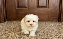 Havanese dogs for sale: Connor - Image 4