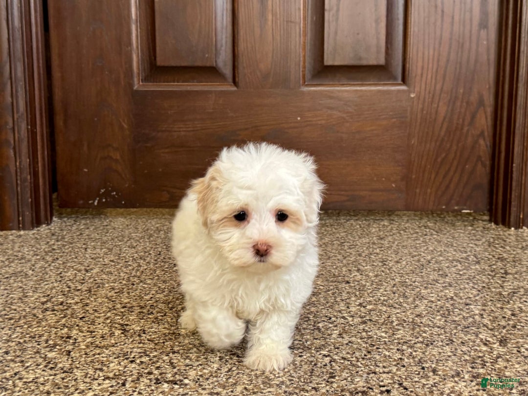 Havanese dogs for sale: Connor - Image 4