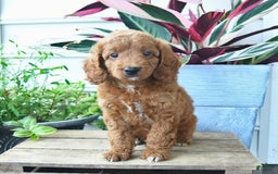Mini Goldendoodle dogs for sale: Vinny - Image 4