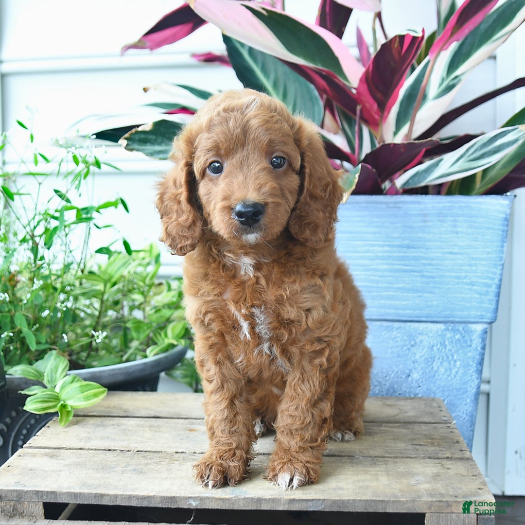 Mini Goldendoodle dogs for sale: Vinny - Image 4