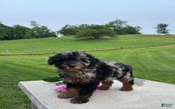 Mini Aussiedoodle dogs for sale: Mini Aussiedoodle 6 puppies - Image 3
