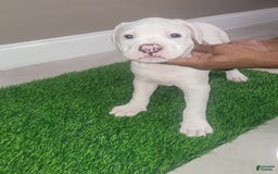 American Bully dogs for sale: Pearl - Image 13