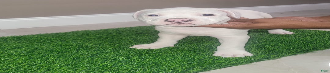Pearl