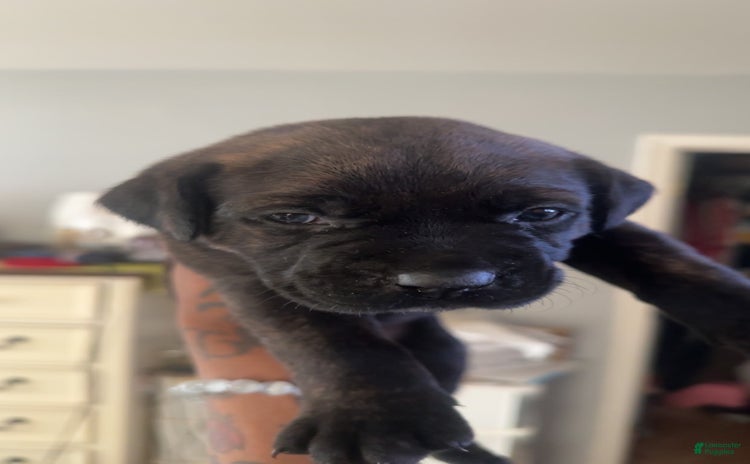 Cane Corso dogs for sale - Ad 2