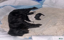 Miniature Schnauzer dogs for sale: Bear - Image 4