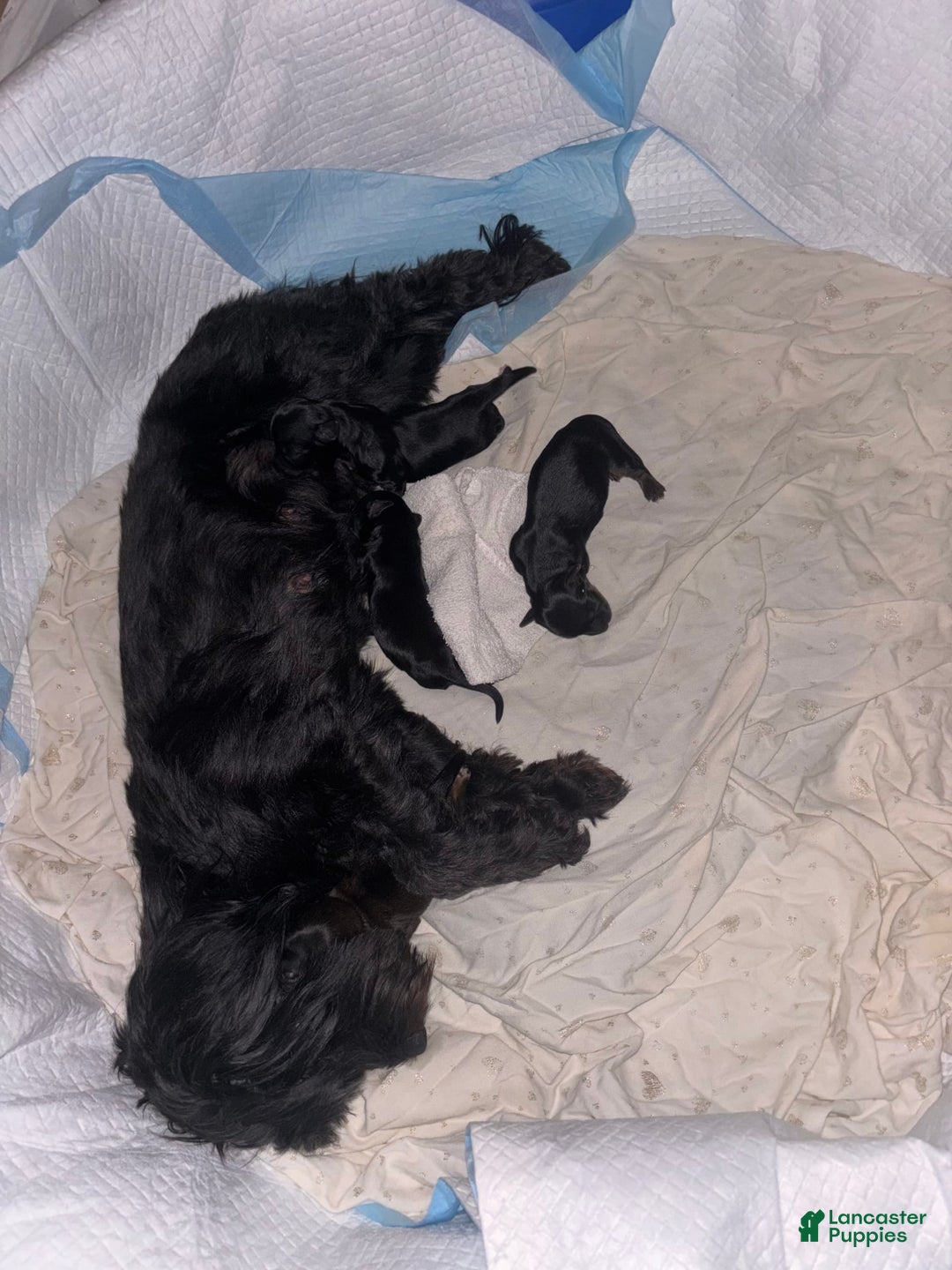 Miniature Schnauzer dogs for sale: Bear - Image 4