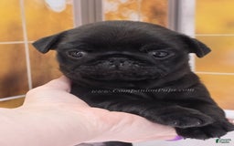 Pug dogs for sale: Runt - Champion Lines - Image 8