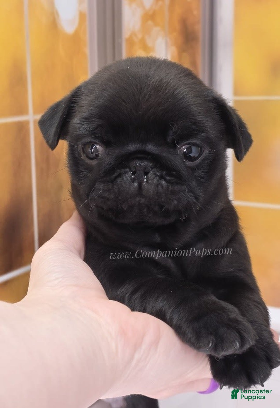 Pug dogs for sale: Runt - Champion Lines - Image 8