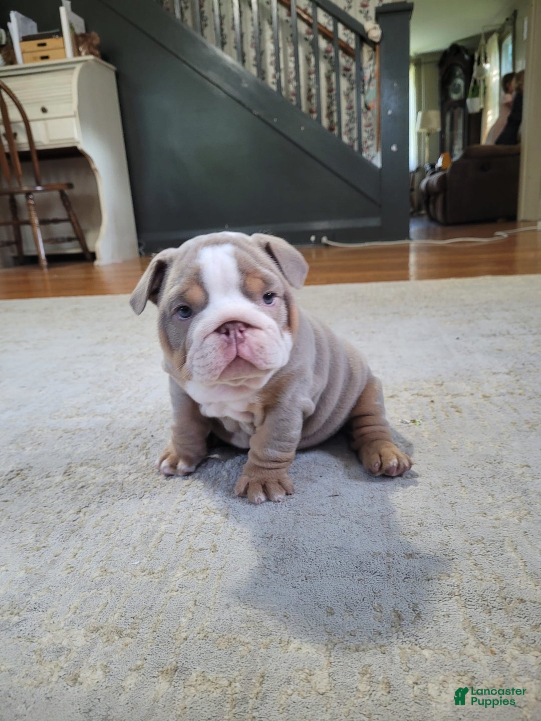 English Bulldog dogs for sale: Lexi - Image 3
