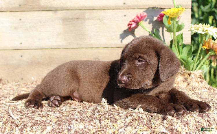 Labrador Retriever dogs for sale - Ad 5