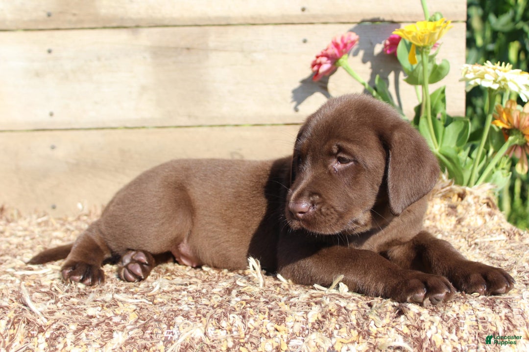 Labrador Retriever dogs for sale: Alex - Image 1