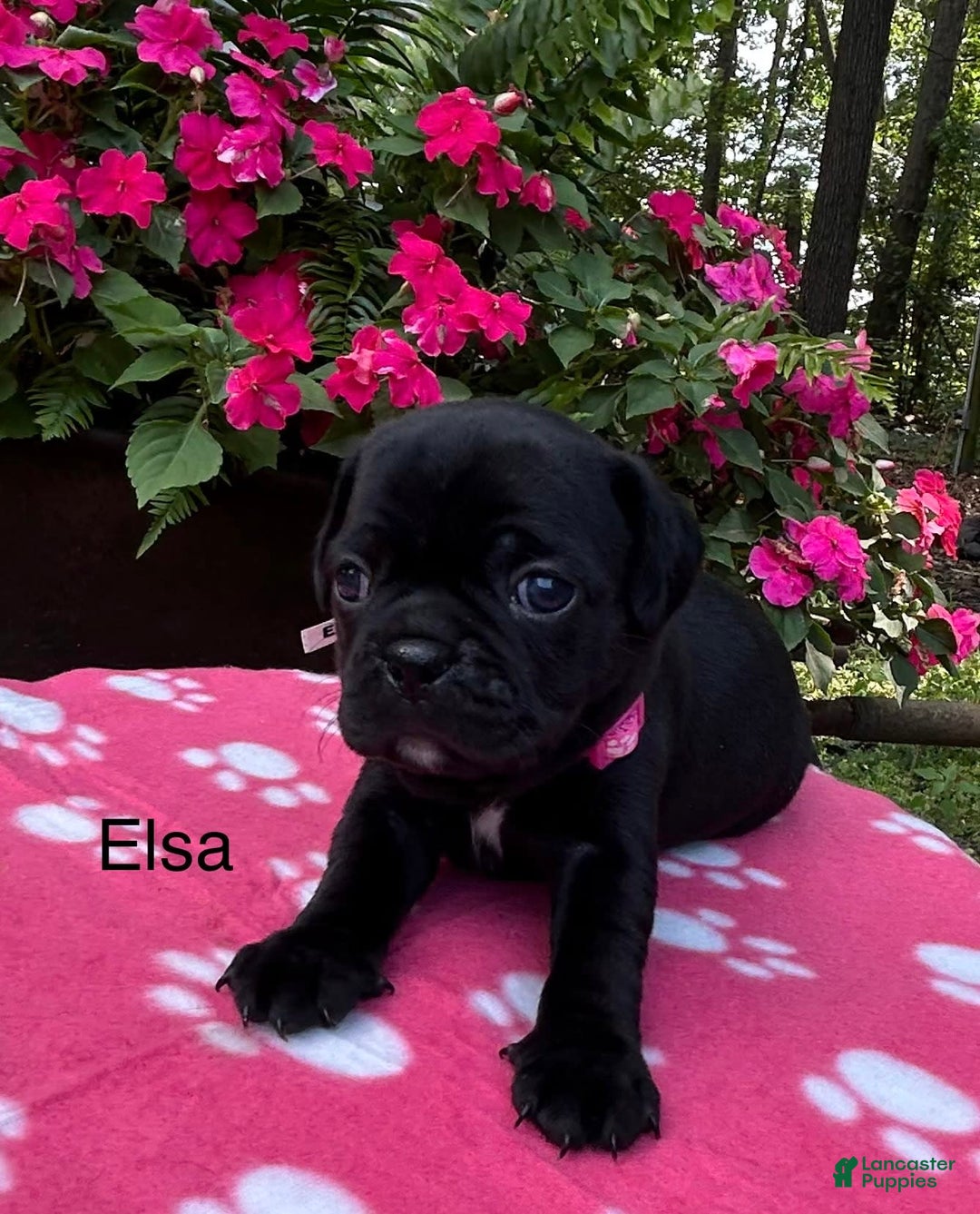 Puggle dogs for sale: Elsa - Image 6